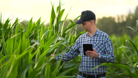 Agricultor-Que-Utiliza-Una-Tableta-Digital-Cultivando-Una-Plantación-De-Maíz-En-El-Fondo.-Aplicación-De-Tecnología-Moderna-En-El-Concepto-De-Actividad-Agrícola-Creciente.